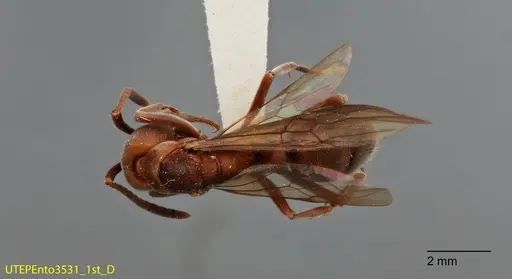 Rasopone rupinicola - UTEPENTO3531-01