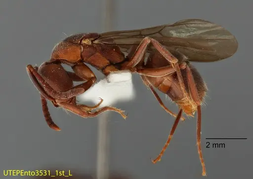 Rasopone rupinicola - UTEPENTO3531-01