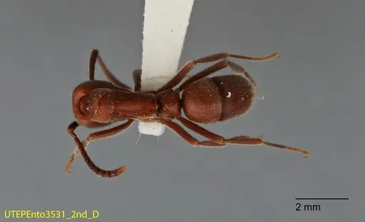 Rasopone rupinicola - UTEPENTO3531-02