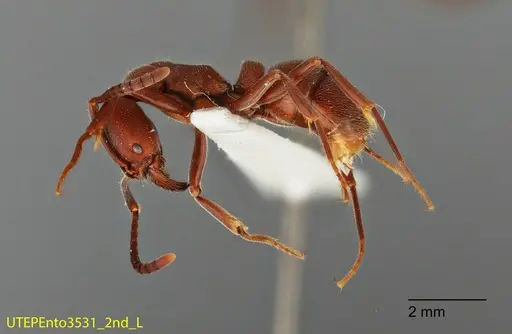 Rasopone rupinicola - UTEPENTO3531-02