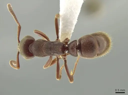 Rasopone subcubitalis specimen