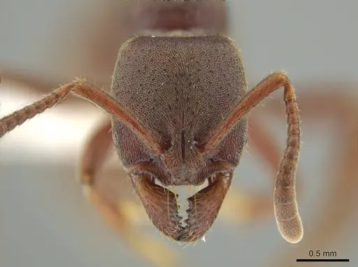 Rasopone subcubitalis specimen