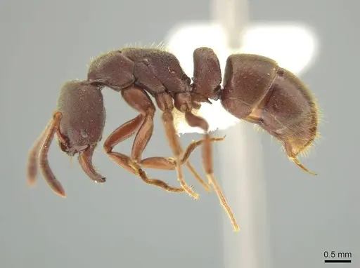 Rasopone subcubitalis specimen