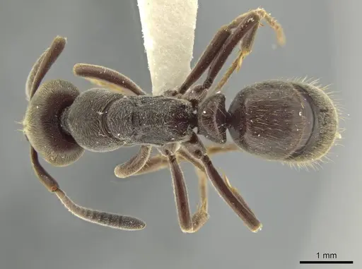 Rasopone titanis specimen