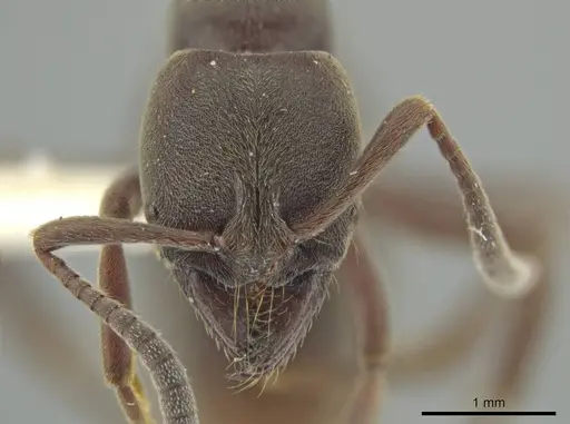 Rasopone titanis specimen