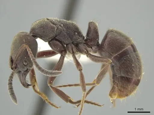 Rasopone titanis specimen