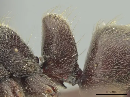 Rasopone titanis - MCZ-ENT00716640