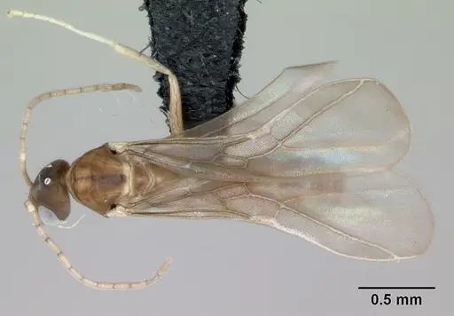 Ravavy miafina specimen