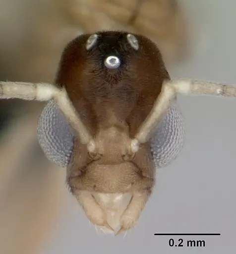 Ravavy miafina specimen