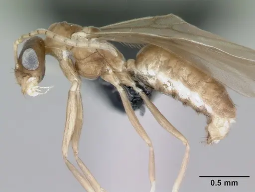 Ravavy miafina specimen