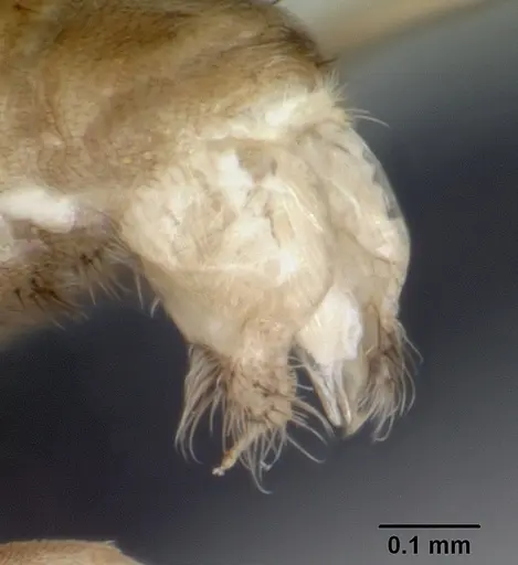 Ravavy miafina - CASENT0078664