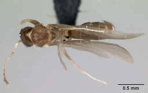 Ravavy miafina - CASENT0080308