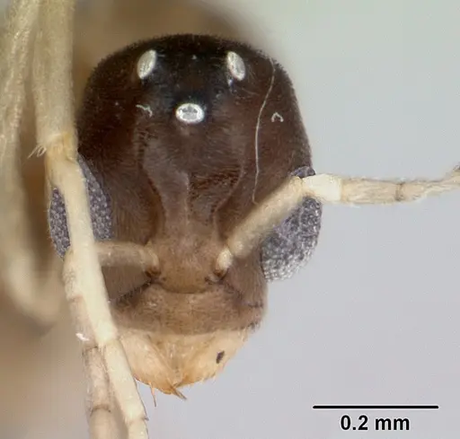 Ravavy miafina - CASENT0080308