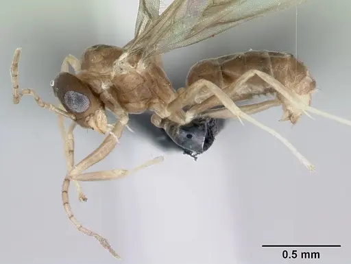 Ravavy miafina - CASENT0080308