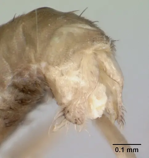 Ravavy miafina - CASENT0080308