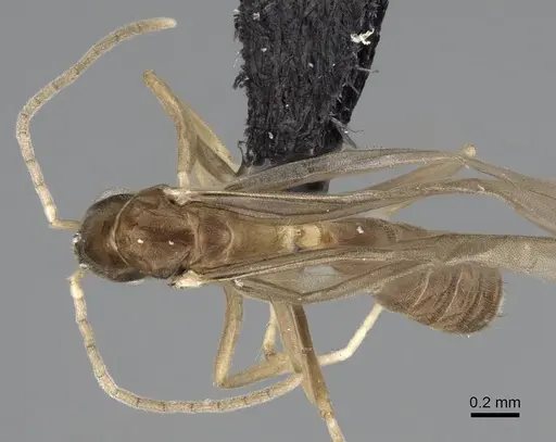 Ravavy miafina - CASENT0081523