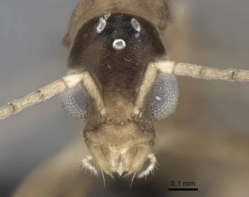 Ravavy miafina - CASENT0081523