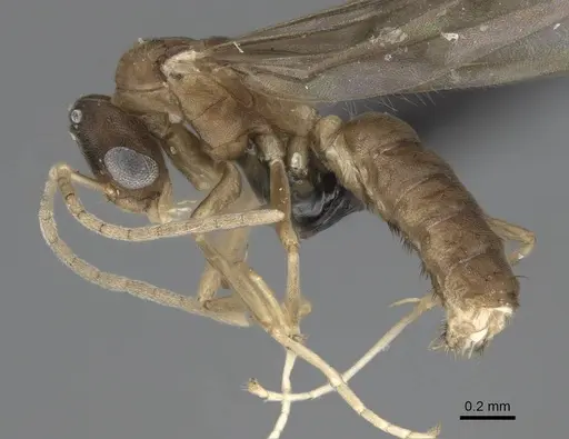 Ravavy miafina - CASENT0081523