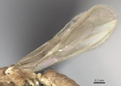 Ravavy miafina - CASENT0081523