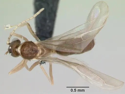 Ravavy miafina - CASENT0115570