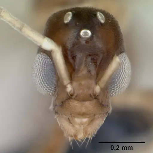 Ravavy miafina - CASENT0115570