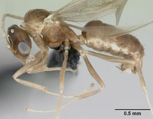 Ravavy miafina - CASENT0115570