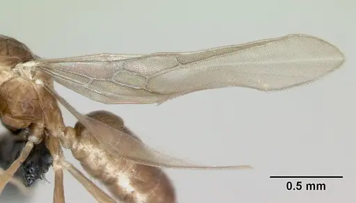 Ravavy miafina - CASENT0115570