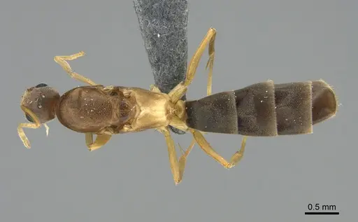 Ravavy miafina - CASENT0299165