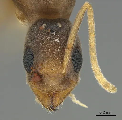 Ravavy miafina - CASENT0299165