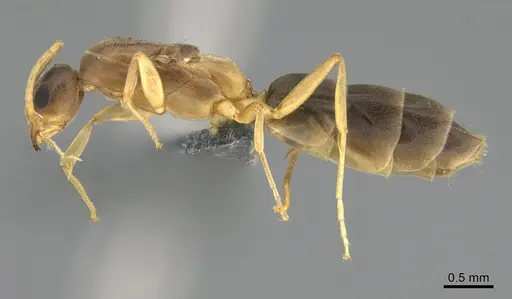 Ravavy miafina - CASENT0299165