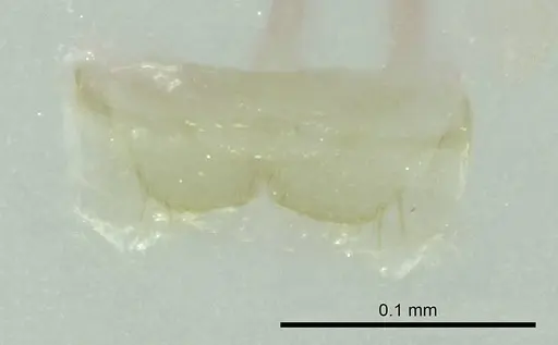 Ravavy miafina - CASENT0345083