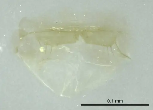 Ravavy miafina - CASENT0345084