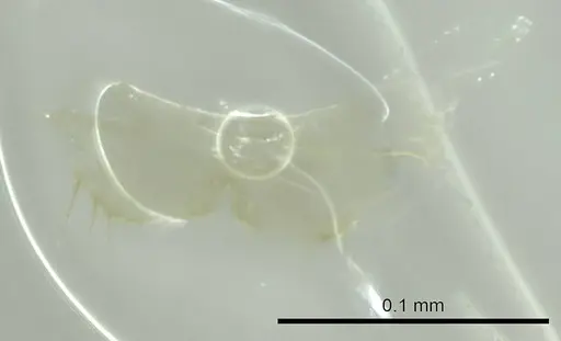 Ravavy miafina - CASENT0345099