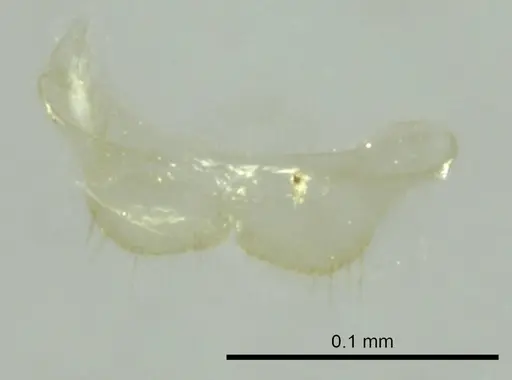 Ravavy miafina - CASENT0345100