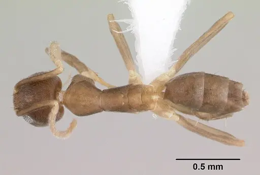 Ravavy miafina - CASENT0439855