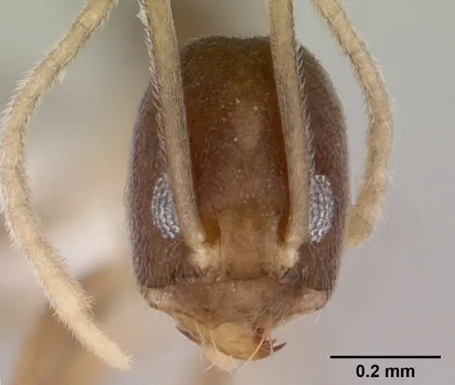 Ravavy miafina - CASENT0439855