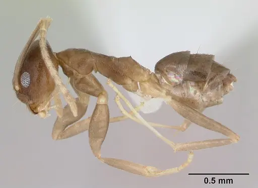 Ravavy miafina - CASENT0439855