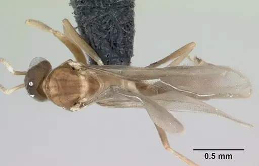 Ravavy miafina - CASENT0474633