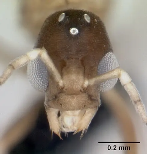 Ravavy miafina - CASENT0474633