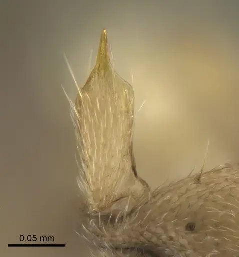 Ravavy miafina - CASENT0474633