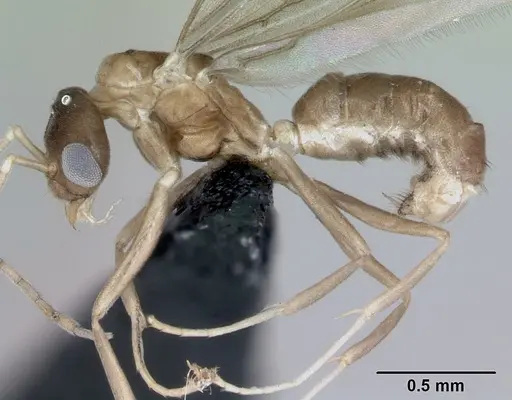 Ravavy miafina - CASENT0474633