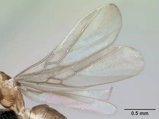 Ravavy miafina - CASENT0474633