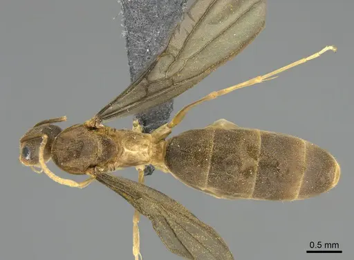 Ravavy miafina - CASENT0770067