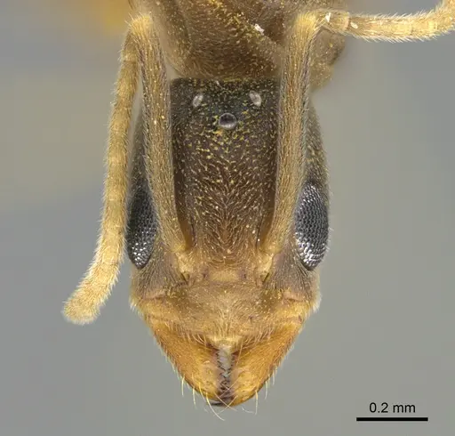 Ravavy miafina - CASENT0770067