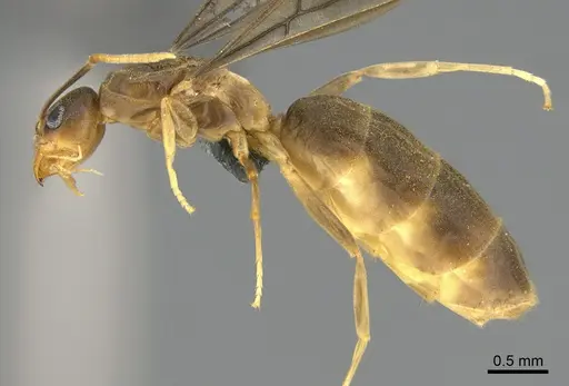 Ravavy miafina - CASENT0770067