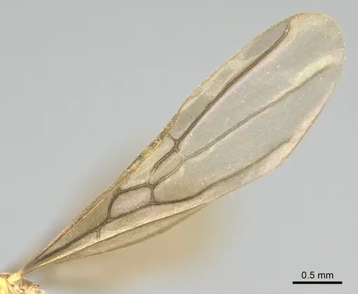 Ravavy miafina - CASENT0770067