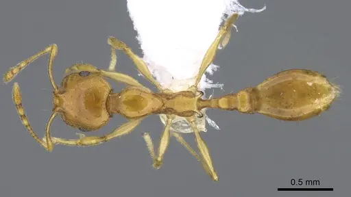 Recurvidris browni - CASENT0914656