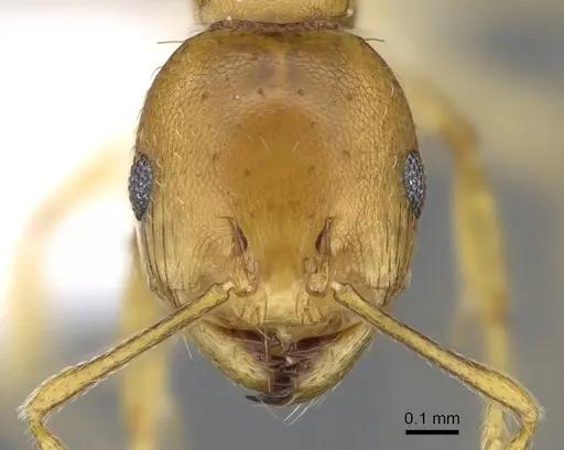 Recurvidris browni - CASENT0914656