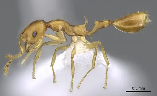 Recurvidris browni - CASENT0914656