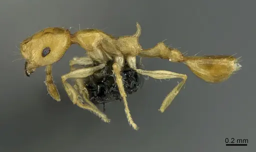 Recurvidris browni - CASENT0923554